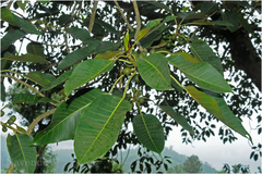 Ficus beddomei